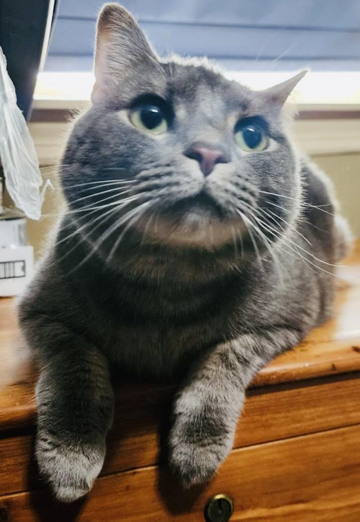 Enlarge Timmy, a Adoptable Domestic Short Hair in Hasbrouck Heights, NJ image 3/4