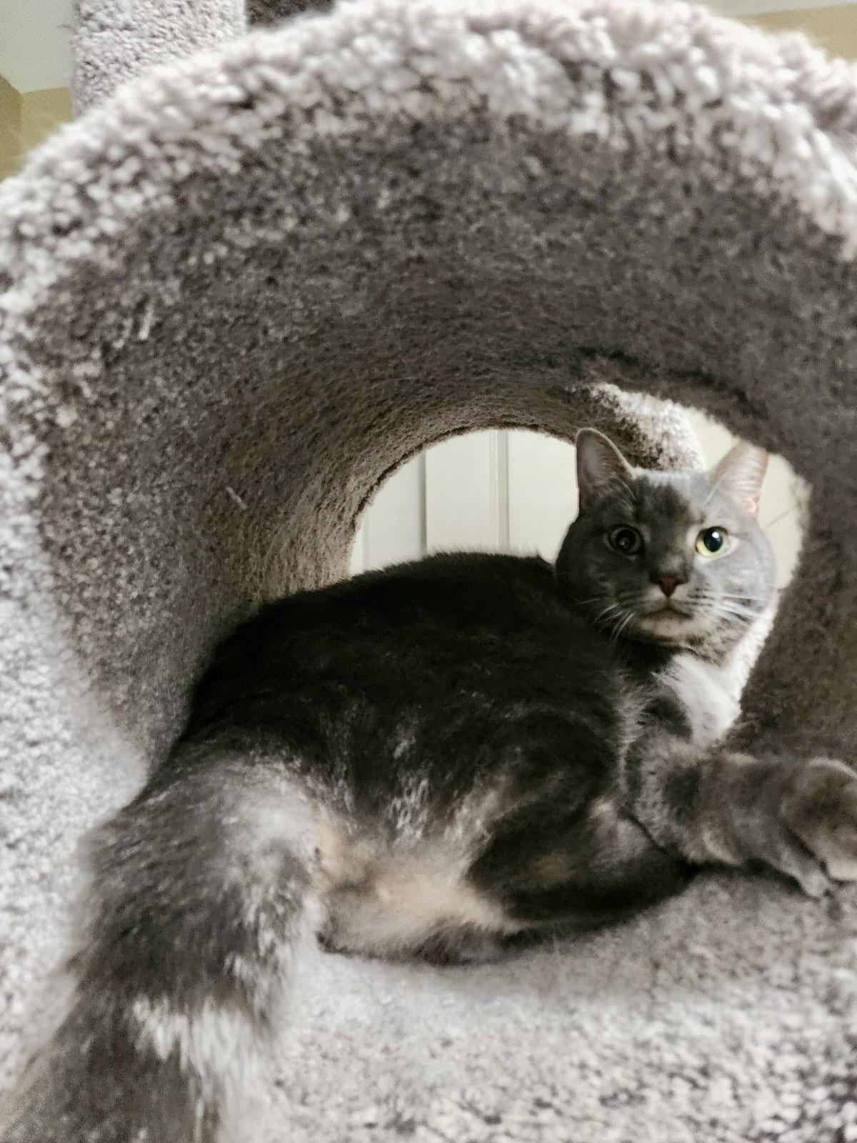 Enlarge Timmy, a Adoptable Domestic Short Hair in Hasbrouck Heights, NJ image 4/4