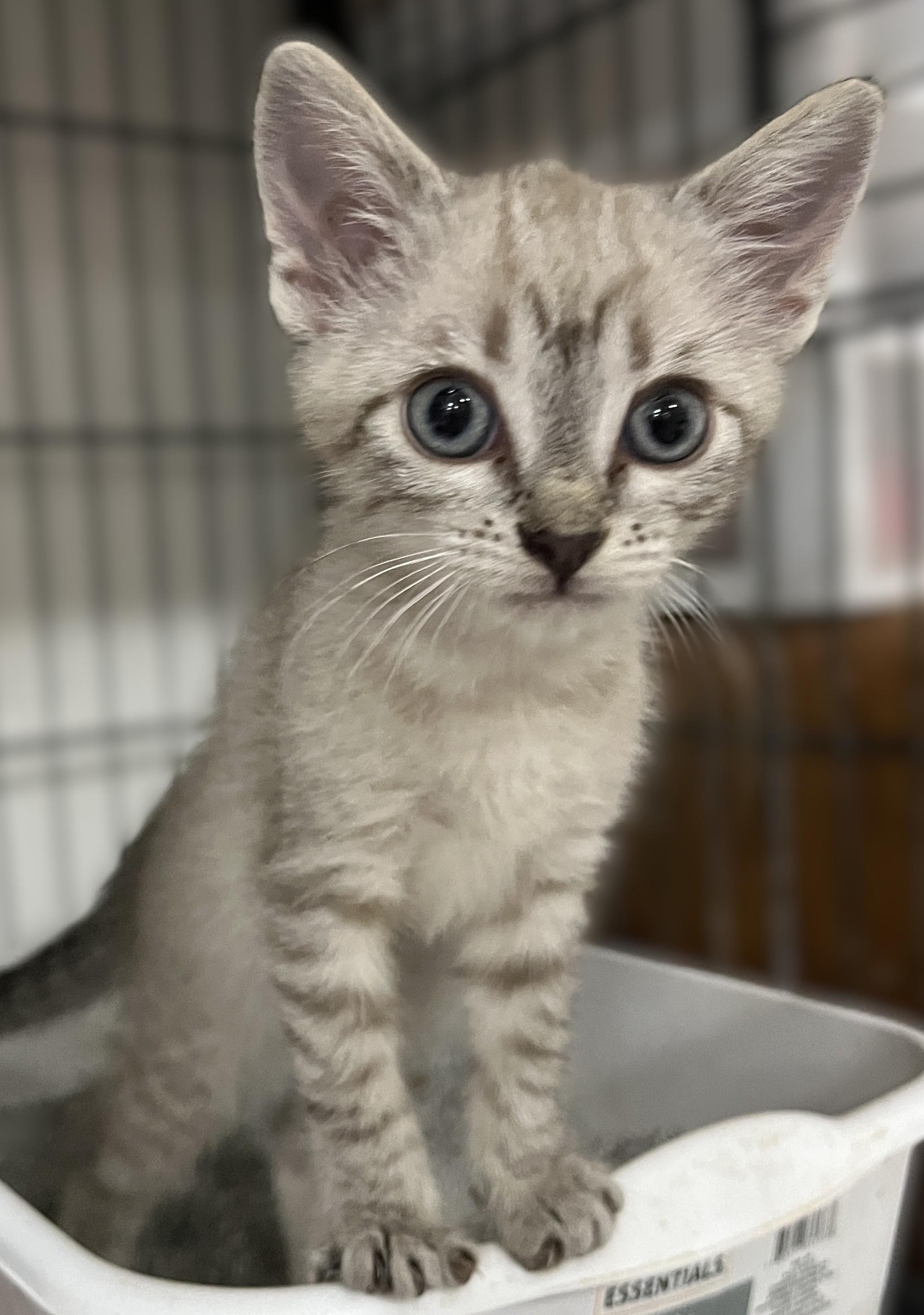 Camellia and Ash (twin sister/brother), adopted, Kitten Female Siamese.