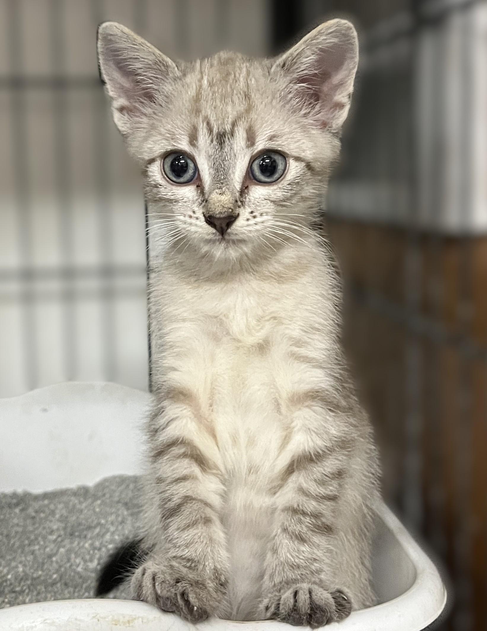 Camellia and Ash (twin sister/brother), an adopted Siamese in Shingletown, CA image 4/6