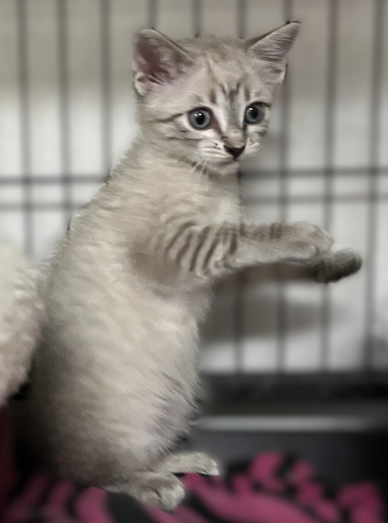 Camellia and Ash (twin sister/brother), an adopted Siamese in Shingletown, CA image 5/6
