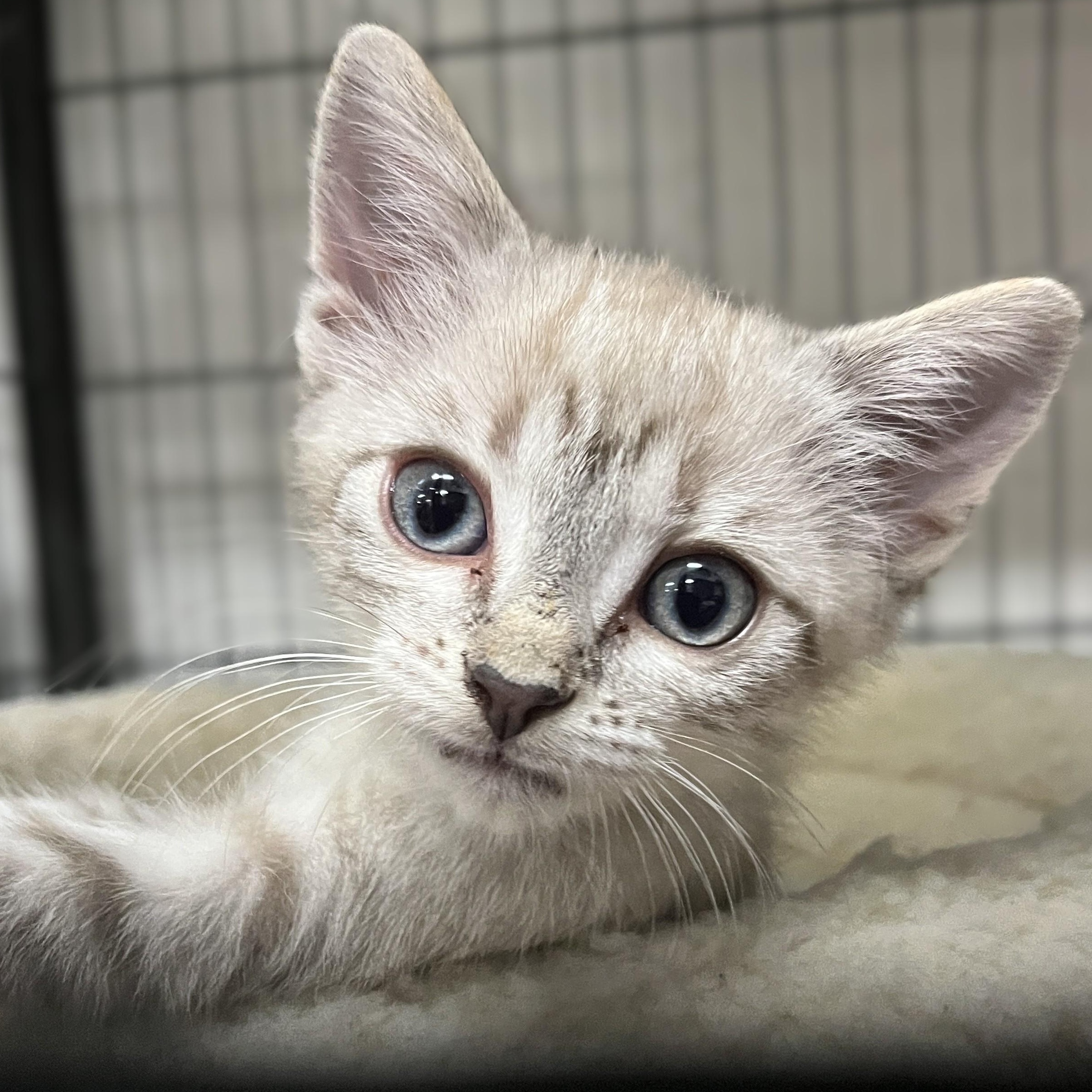 Camellia and Ash (twin sister/brother), an adopted Siamese in Shingletown, CA image 6/6