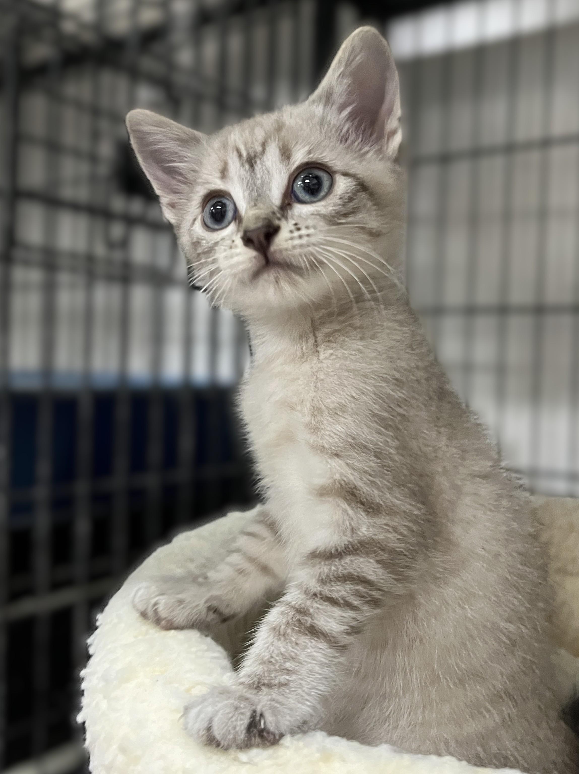 Camellia and Ash (twin sister/brother), an adopted Siamese in Shingletown, CA image 3/6