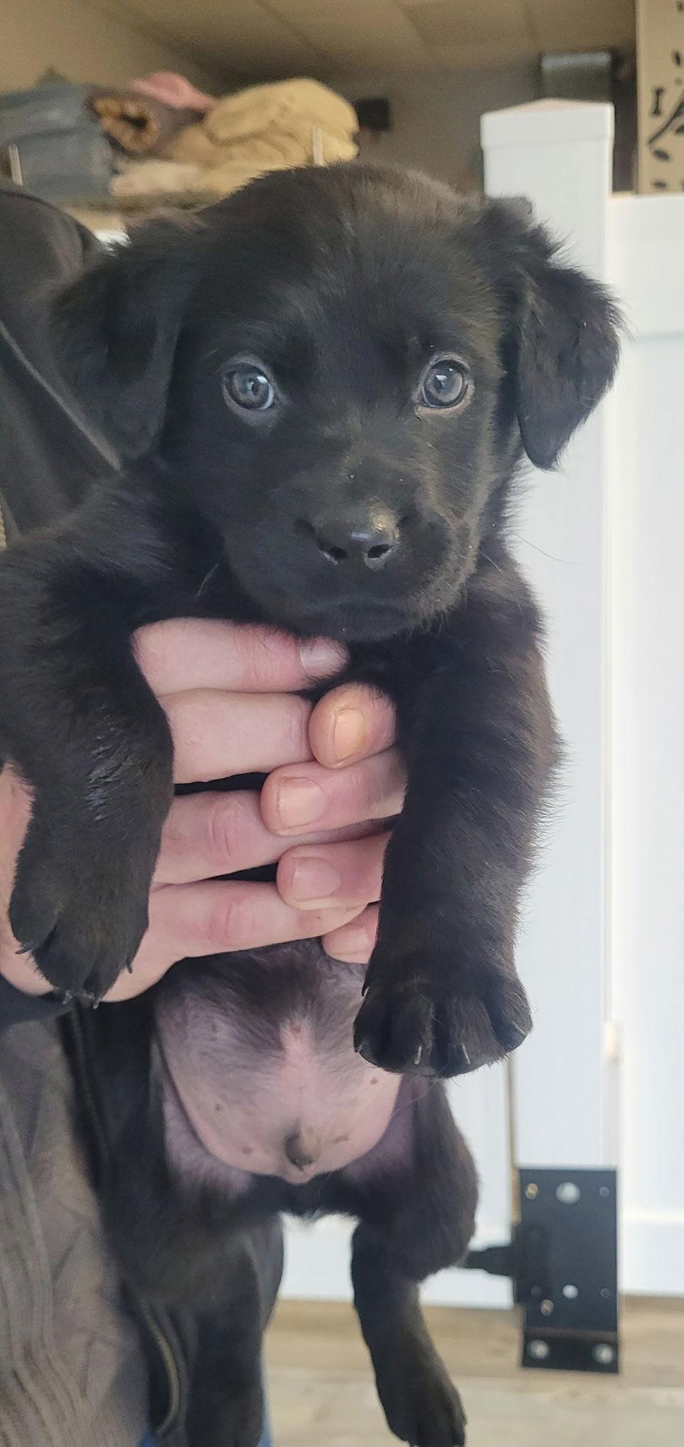 Enlarge Oreo, a Adoptable Labrador Retriever in Jenkintown, PA image 1/1