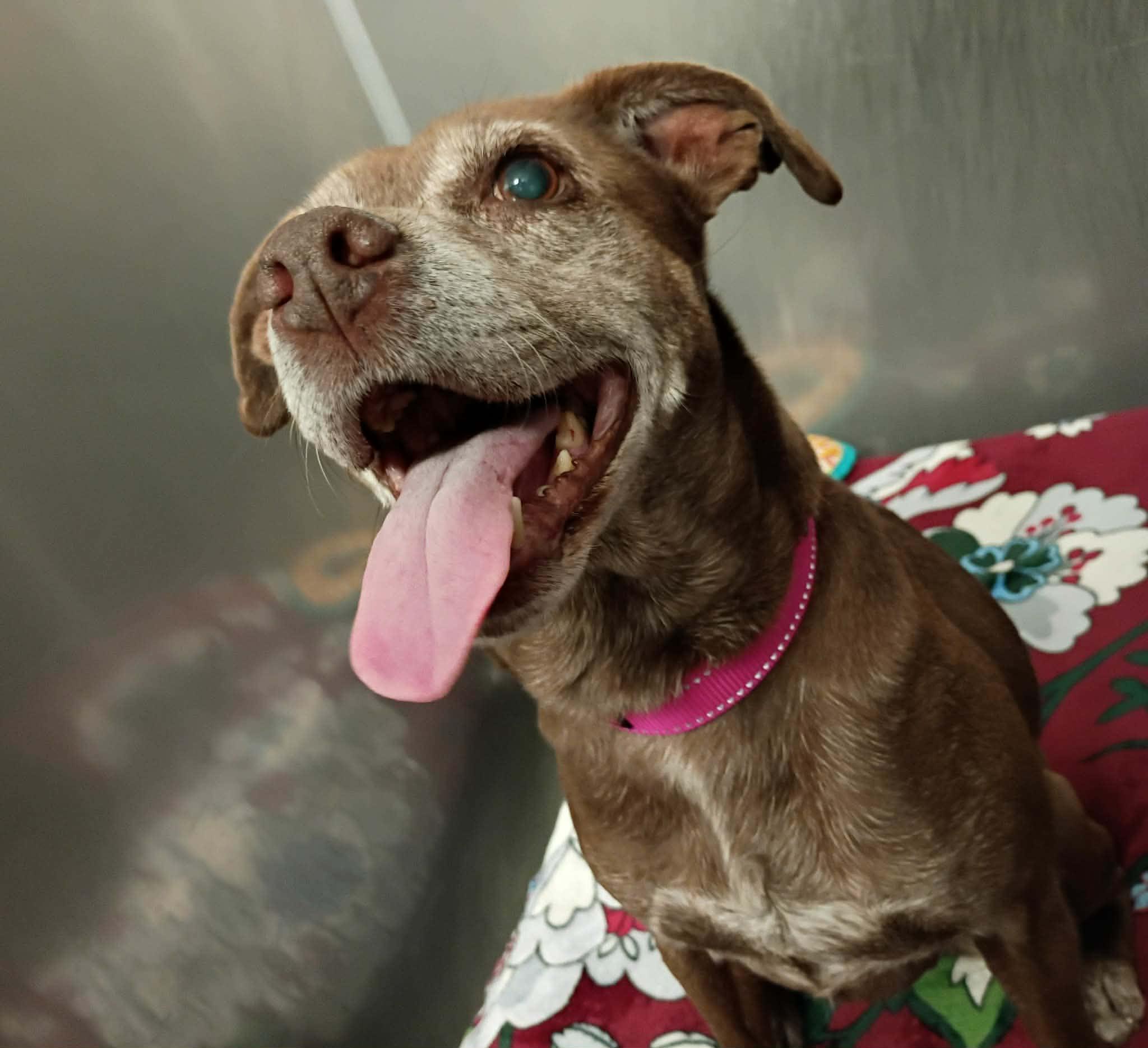 Enlarge Cynthia, a ADOPTABLE mixed breed in Independence, MO image 1/6