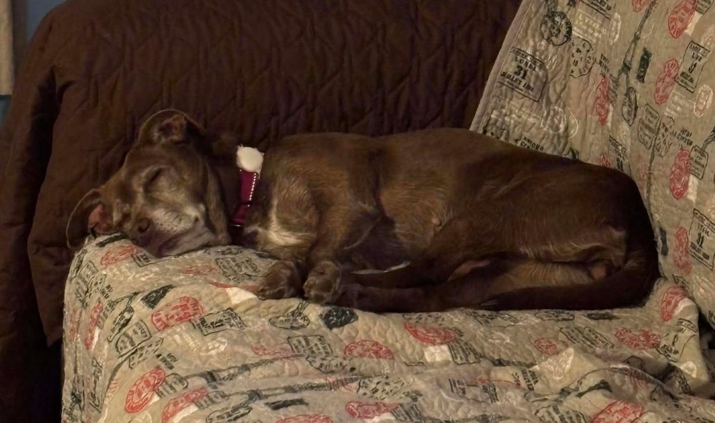 Enlarge Cynthia, a ADOPTABLE mixed breed in Independence, MO image 5/6