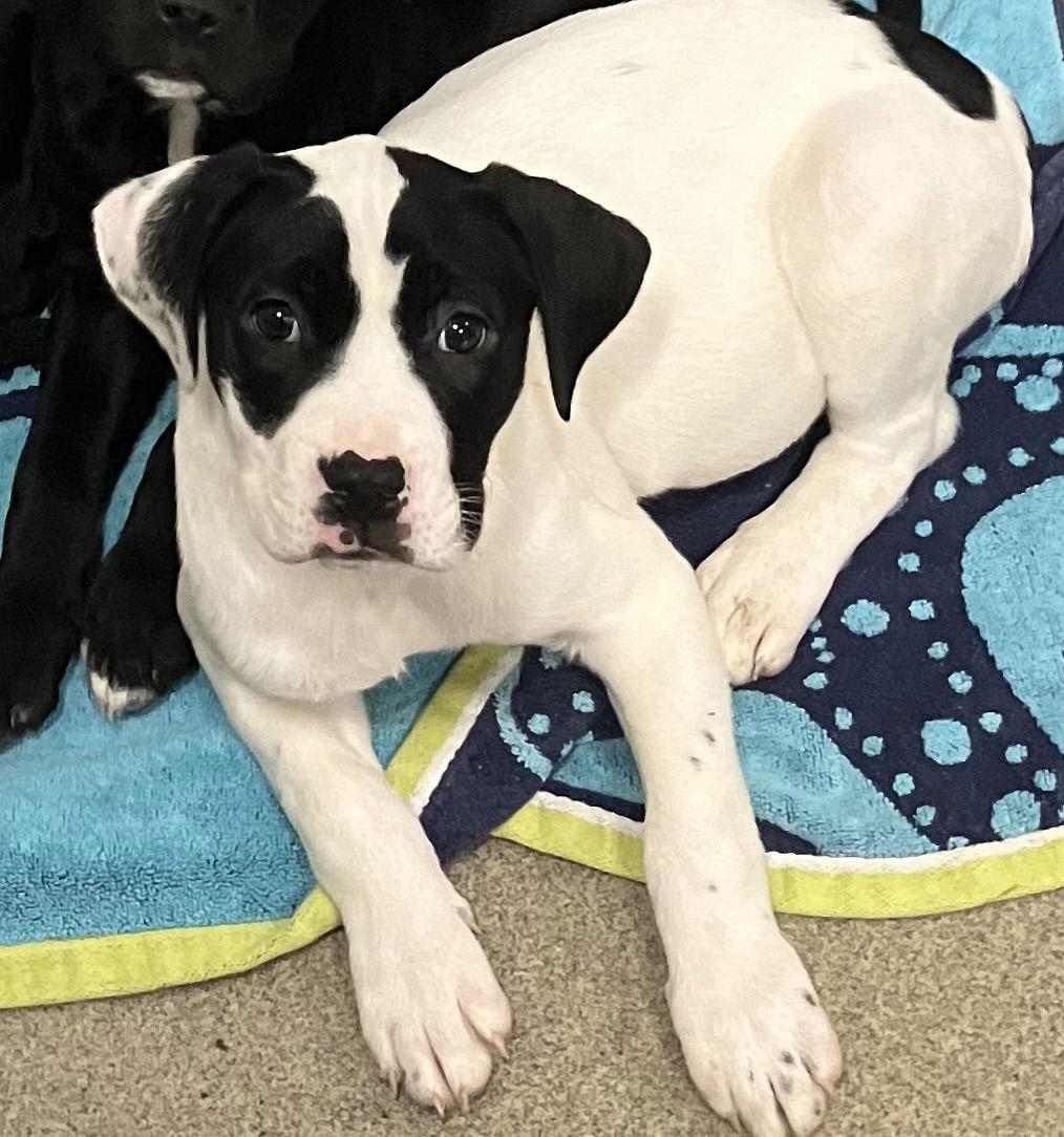 Sarah 12 weeks, Adoptable, Young Female Labrador Retriever.