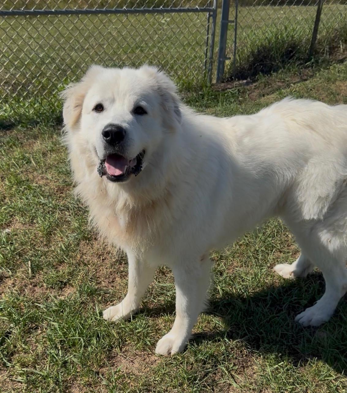 Mac, Adoptable, Adult Male Great Pyrenees.