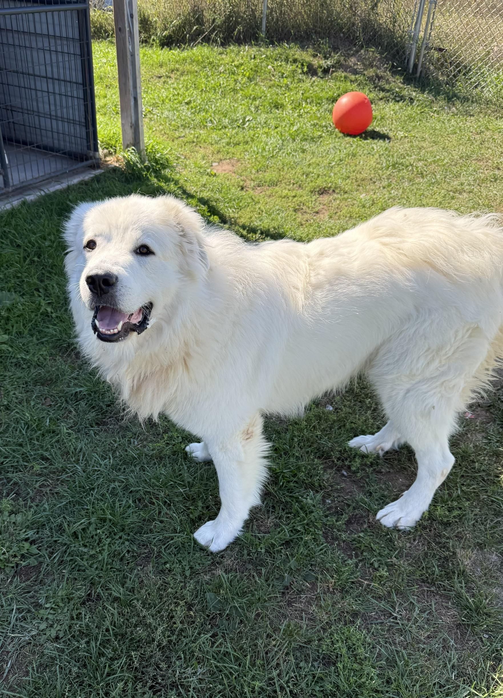 Enlarge Mac, a Adoptable Great Pyrenees in Sault Sainte Marie, MI image 3/3