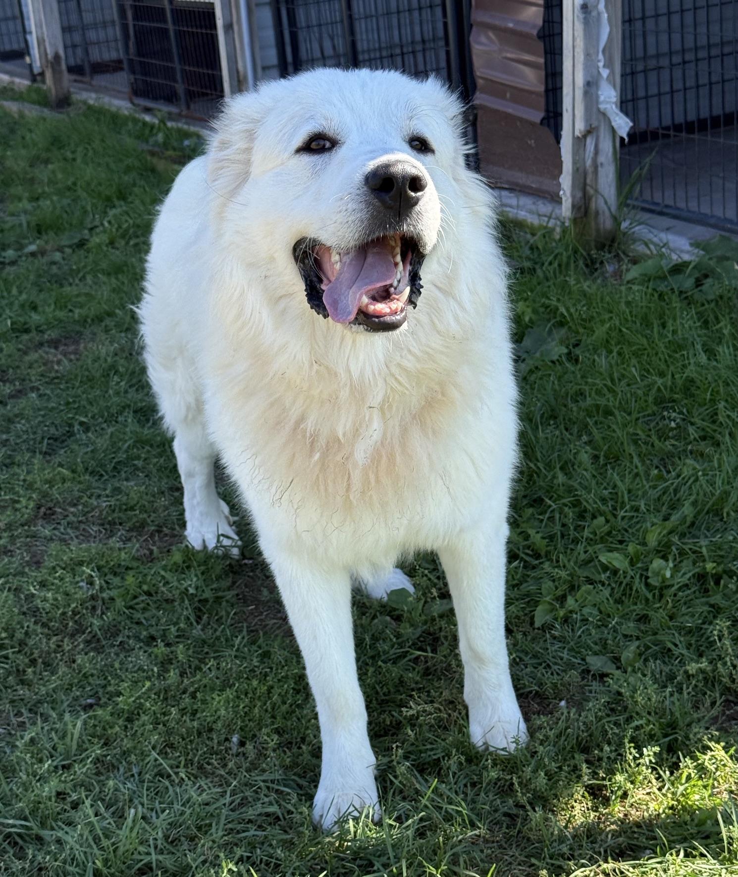 Enlarge Mac, a Adoptable Great Pyrenees in Sault Sainte Marie, MI image 2/3