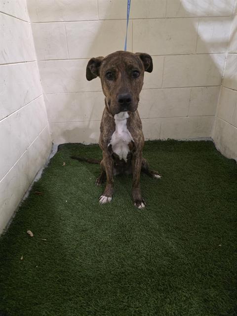 Enlarge SHEILA, a Adoptable mixed breed in Winter Haven, FL image 1/1