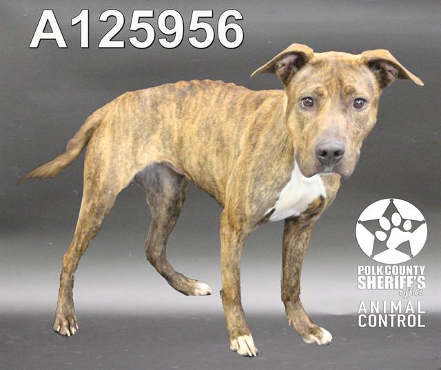 SHEILA, Adoptable, Adult Female American Bulldog & Mixed Breed.