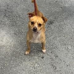 Enlarge Sparky, a ADOPTABLE Chihuahua in Maynardville, TN image 1/1