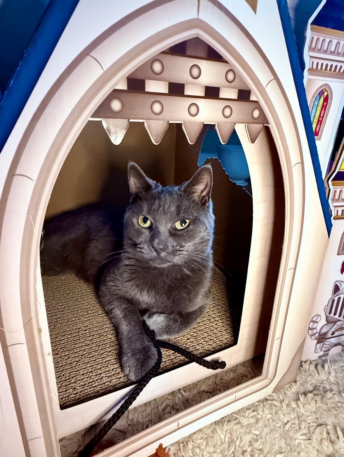 Moira Rose, a Adoptable Russian Blue in Grand Haven, MI image 1/6