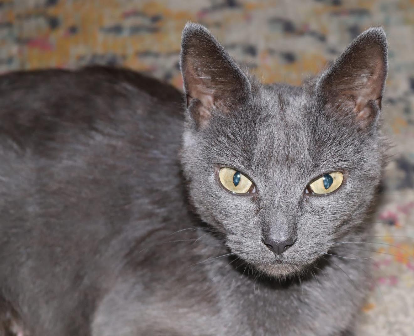 Moira Rose, a Adoptable Russian Blue in Grand Haven, MI image 4/6