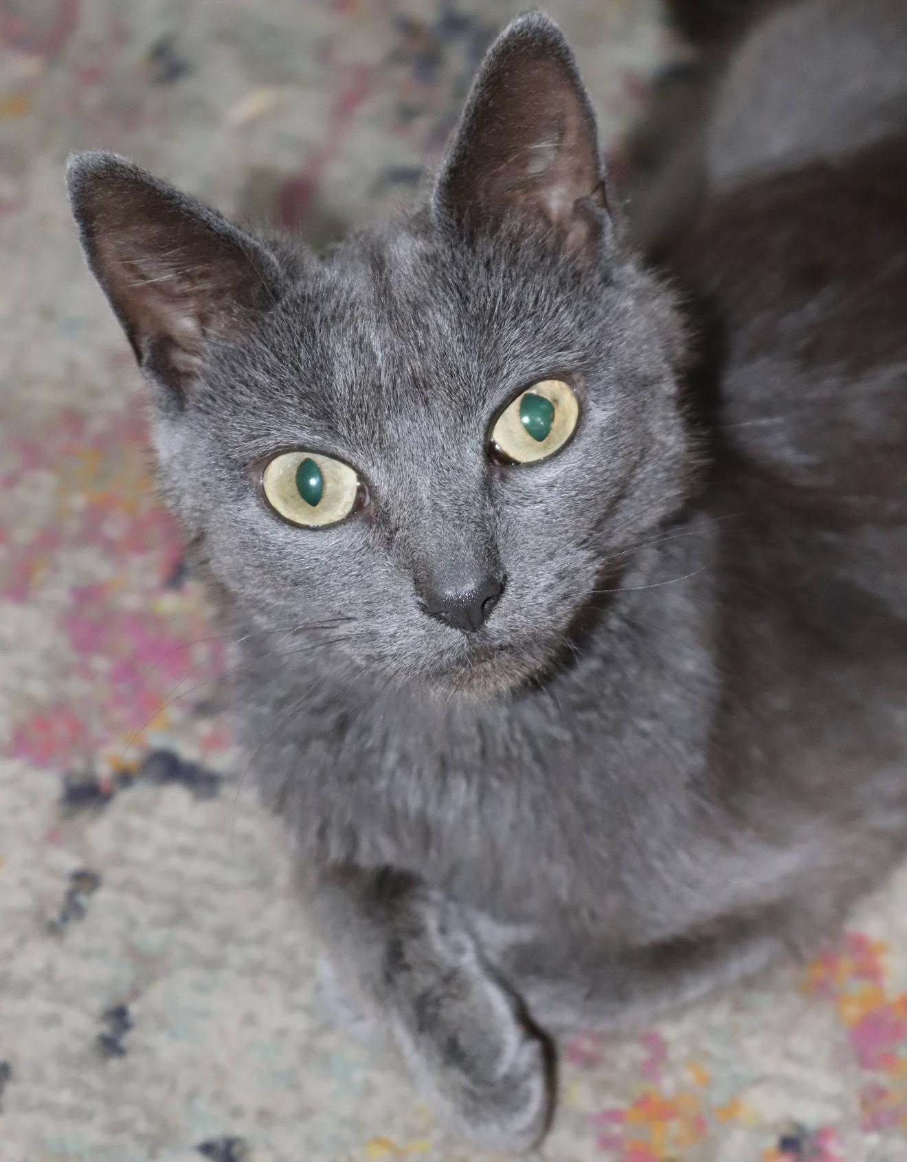 Moira Rose, Adoptable, Adult Female Russian Blue.