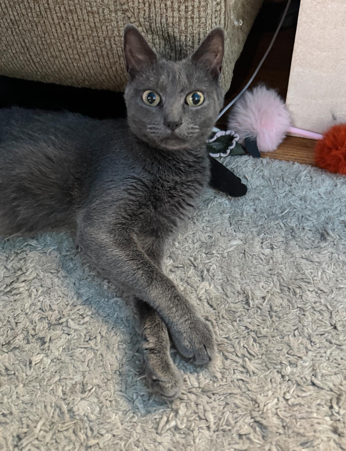 Moira Rose, a Adoptable Russian Blue in Grand Haven, MI image 6/6
