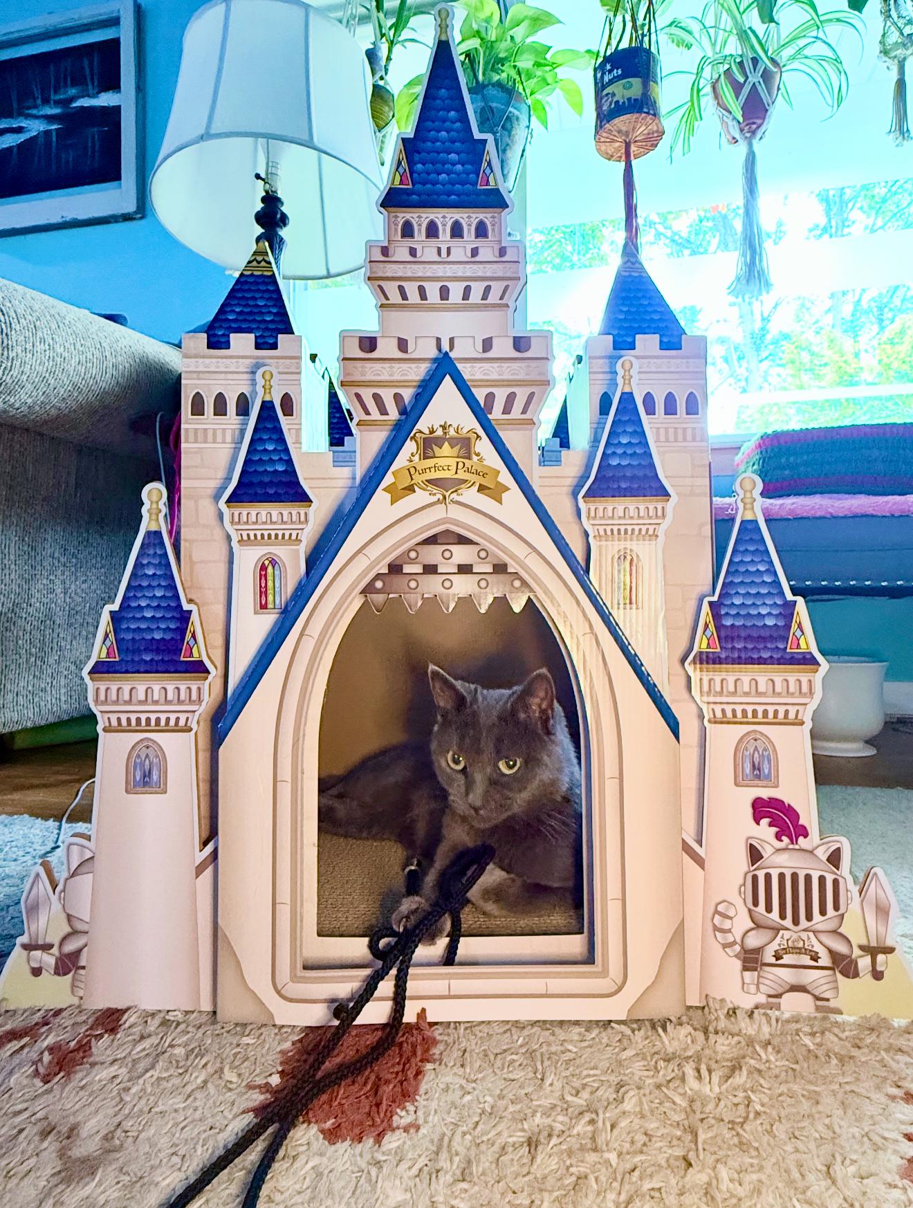 Moira Rose, a Adoptable Russian Blue in Grand Haven, MI image 3/6