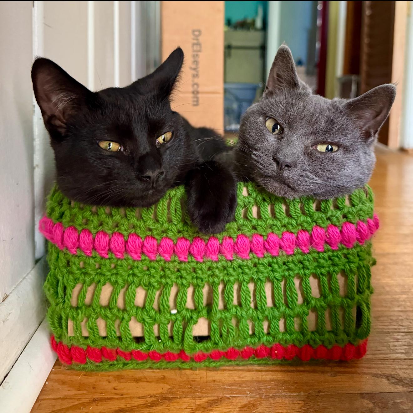 Moira Rose, a Adoptable Russian Blue in Grand Haven, MI image 5/6