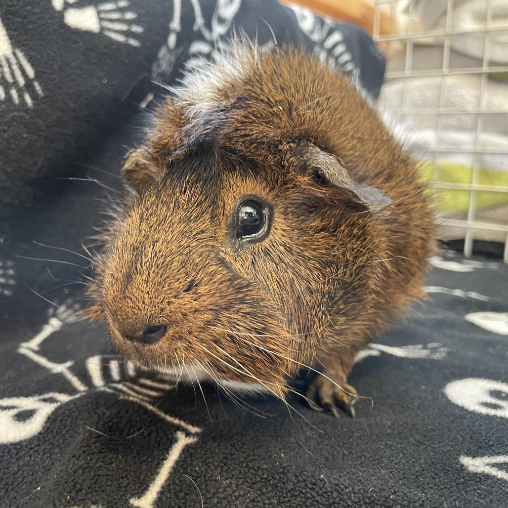 King Julian, a Adoptable Guinea Pig in Stokesdale, NC image 2/2