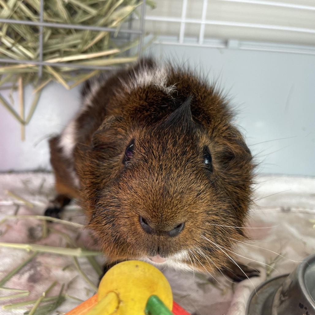 King Julian, a Adoptable Guinea Pig in Stokesdale, NC image 1/2