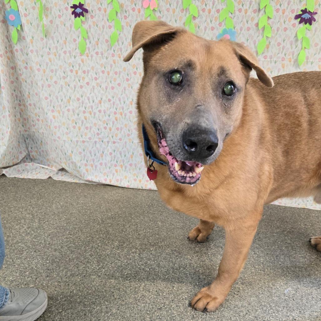 Max, Adoptable, Senior Male Shepherd.
