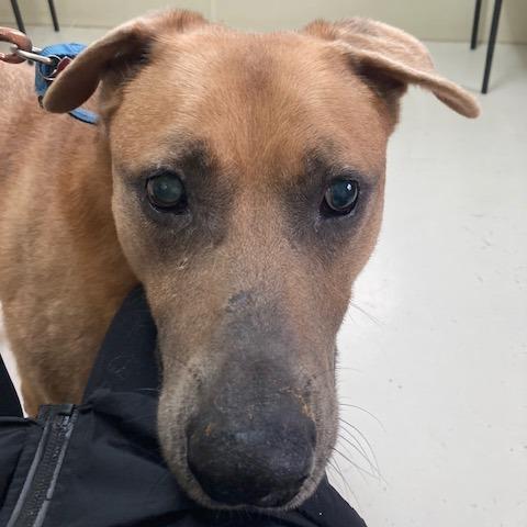 Enlarge Max, a Adoptable Shepherd in Delaware, OH image 3/6