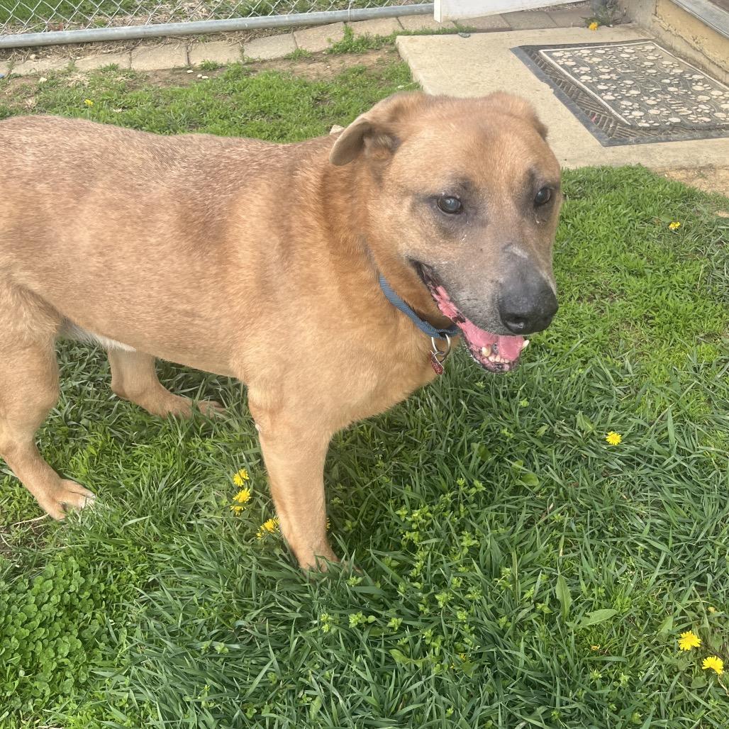 Enlarge Max, a Adoptable Shepherd in Delaware, OH image 5/6