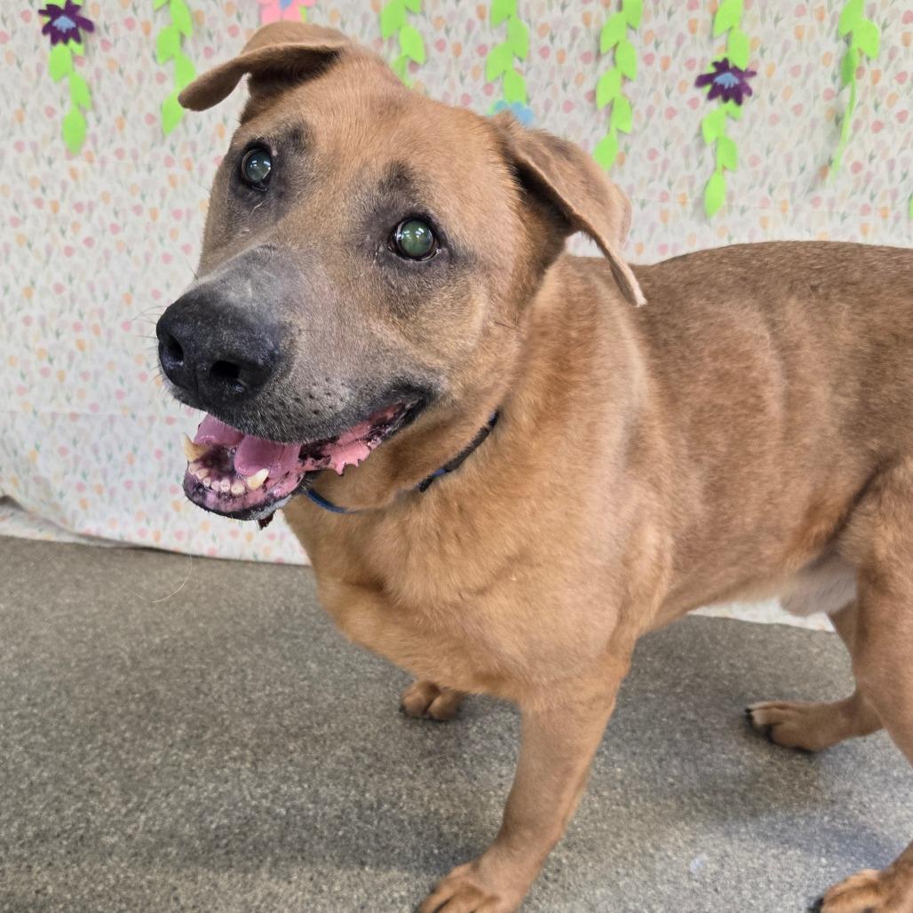Enlarge Max, a Adoptable Shepherd in Delaware, OH image 6/6