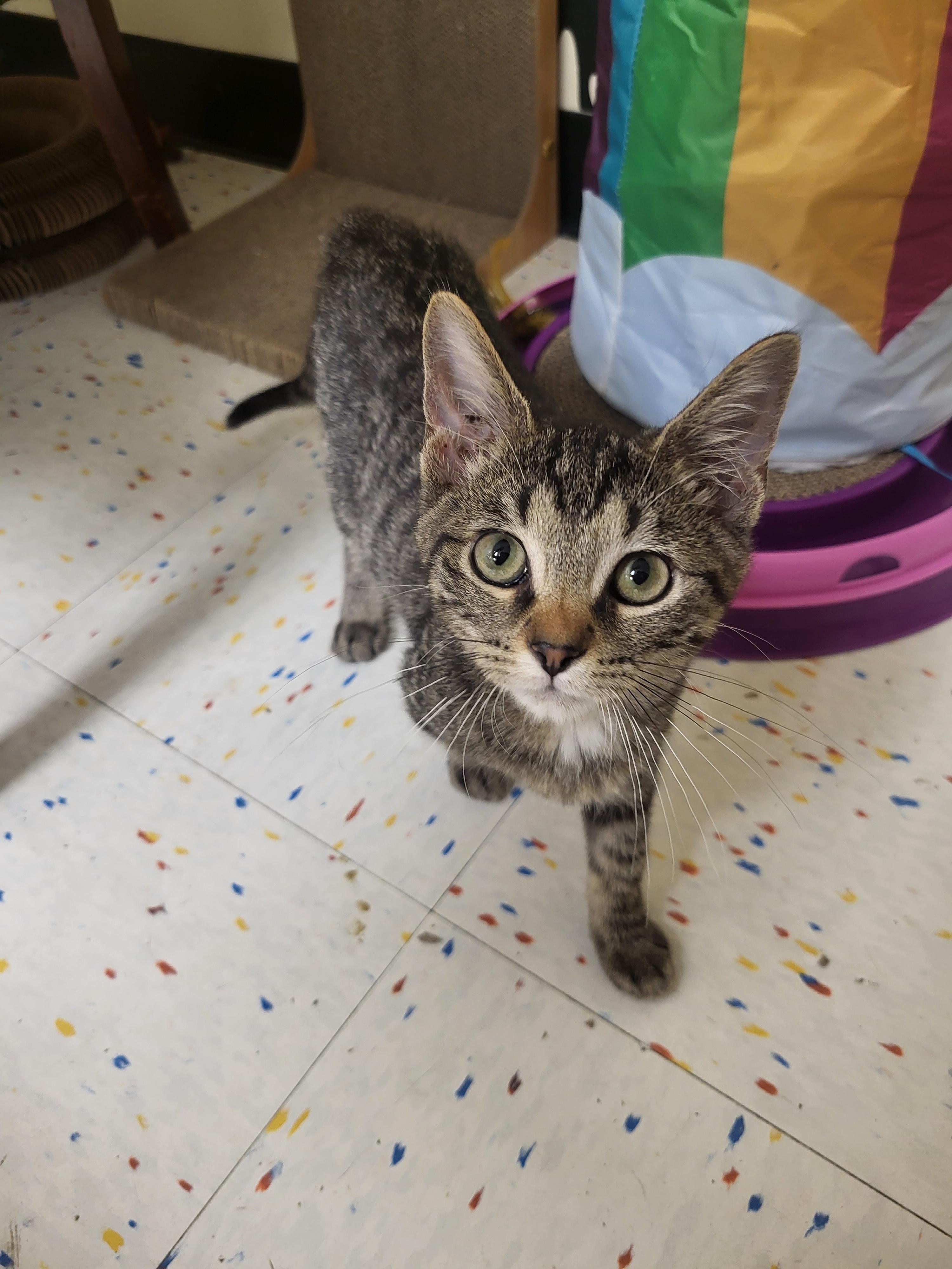 John, an adoptable Domestic Short Hair in Indianapolis, IN image 4/4