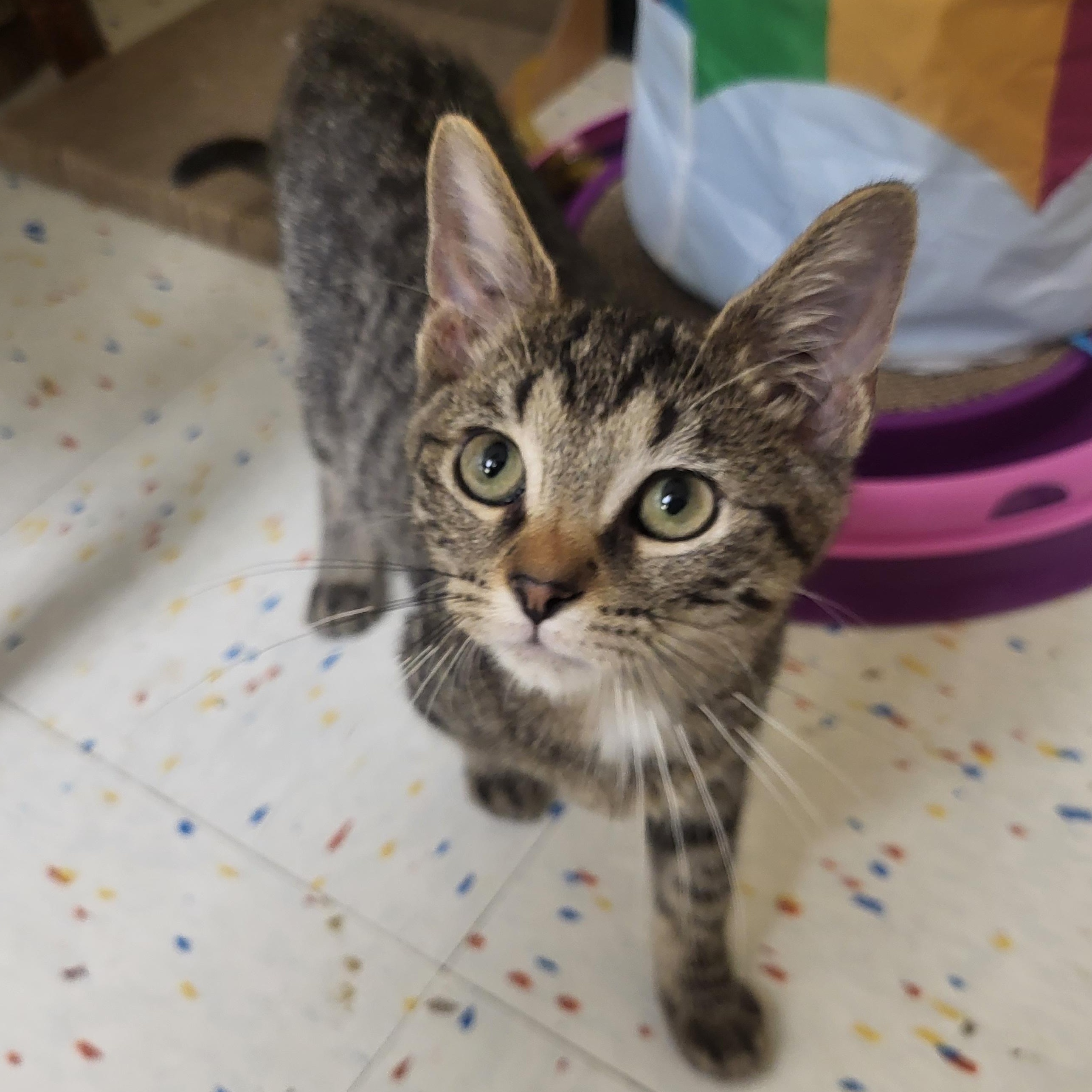 John, an adoptable Domestic Short Hair in Indianapolis, IN image 1/4
