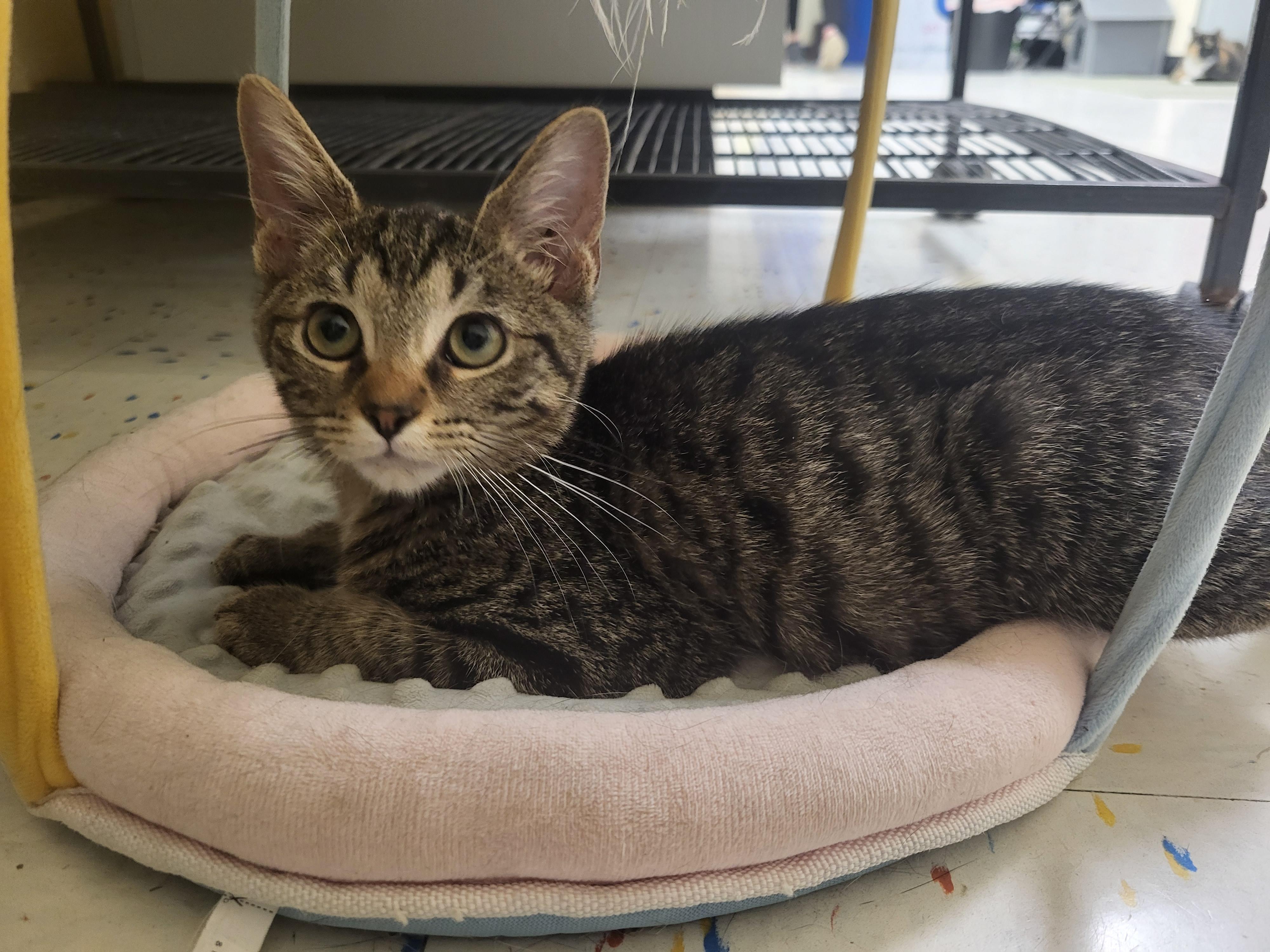 John, an adoptable Domestic Short Hair in Indianapolis, IN image 3/4