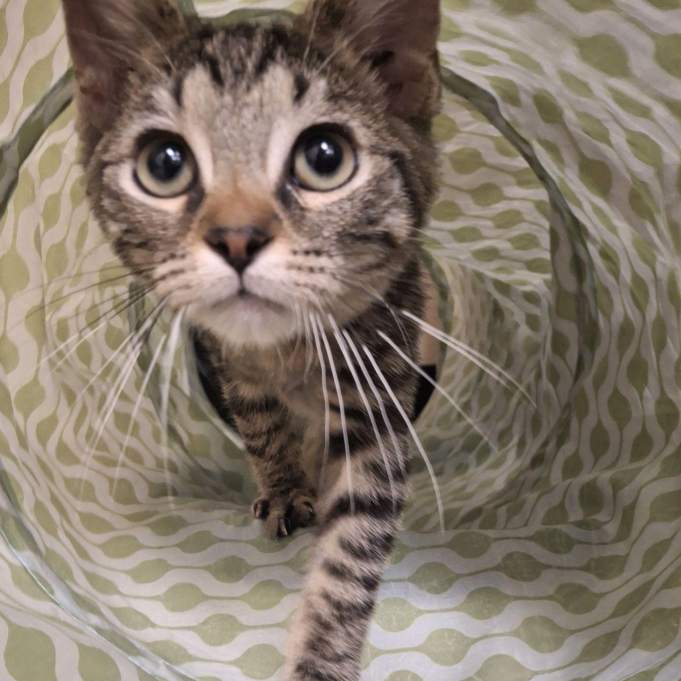 John, adopted, Kitten Male Domestic Short Hair.