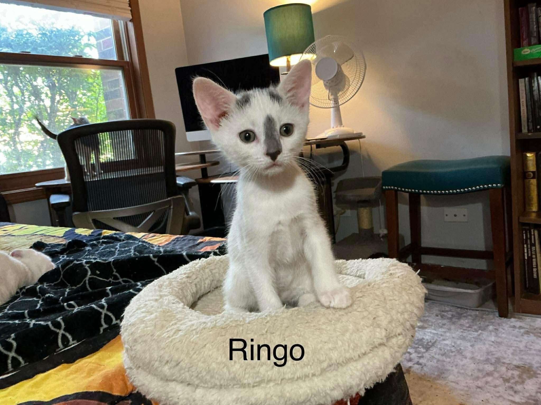 Ringo, a Adoptable Domestic Short Hair in Crystal Lake, IL image 2/3