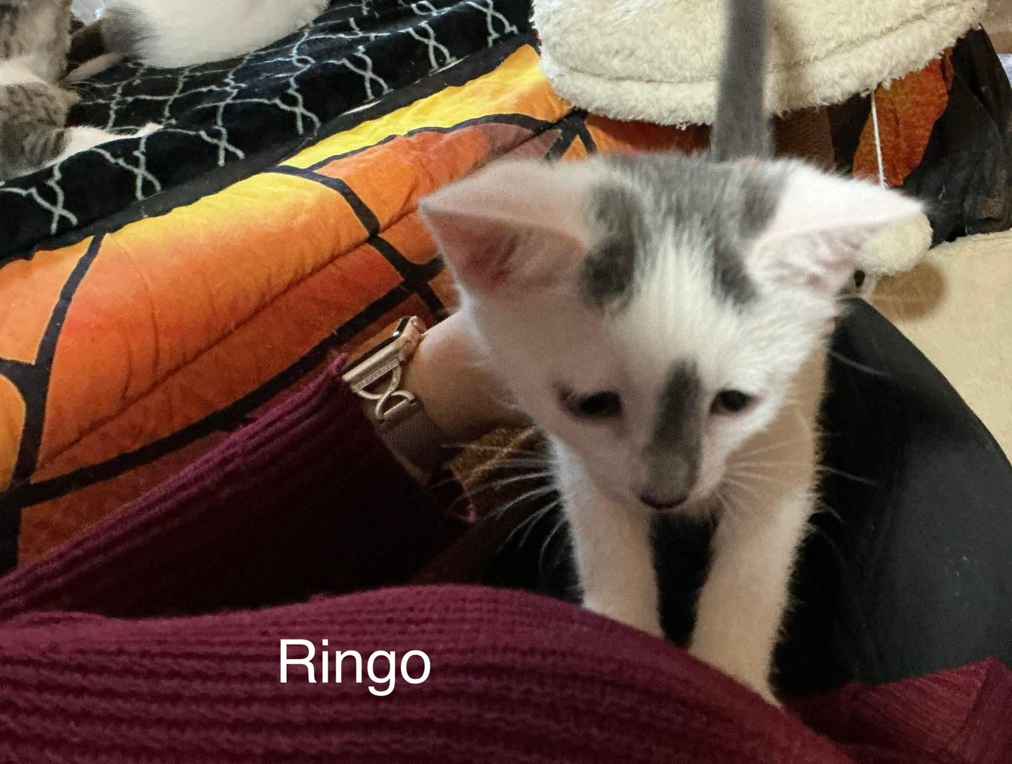 Ringo, a Adoptable Domestic Short Hair in Crystal Lake, IL image 3/3