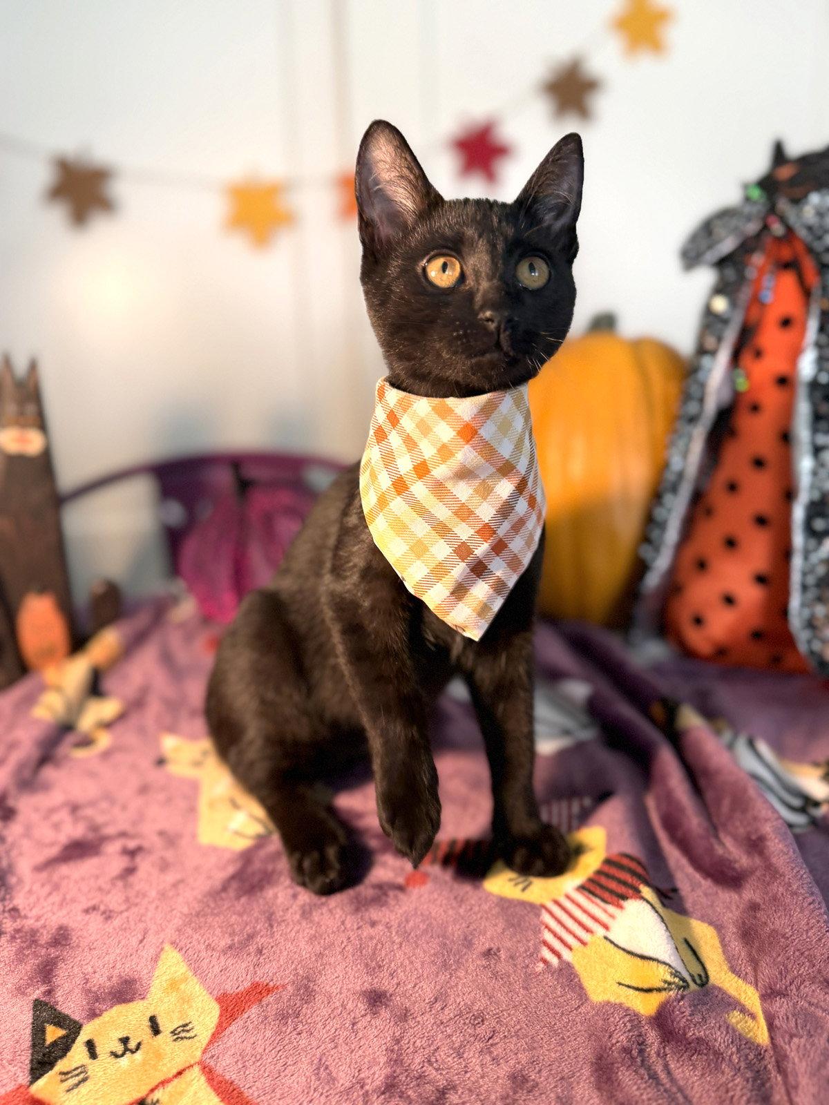 Enlarge Brave One, a Adoptable Domestic Short Hair in Ventura, CA image 1/3