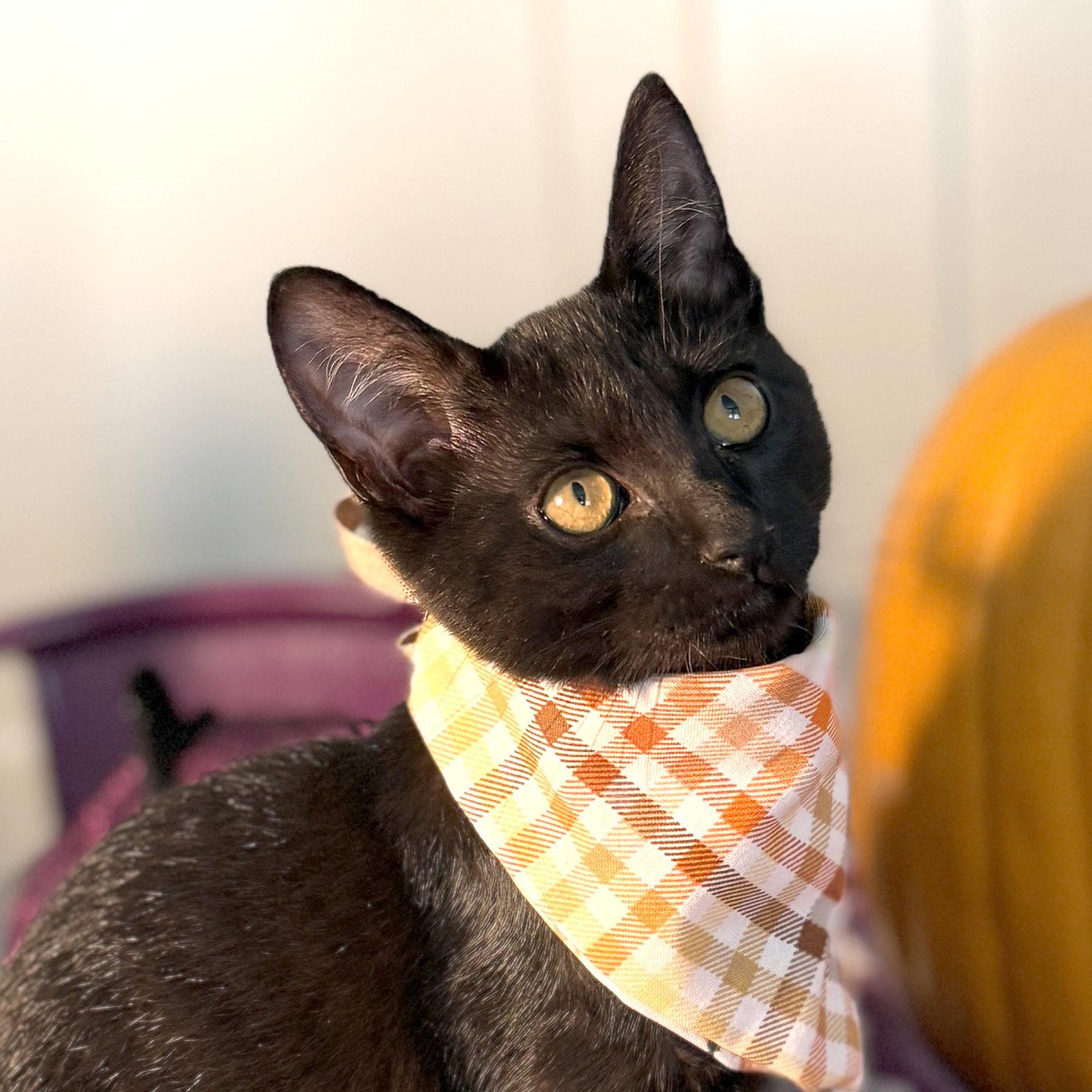 Enlarge Brave One, a Adoptable Domestic Short Hair in Ventura, CA image 2/3