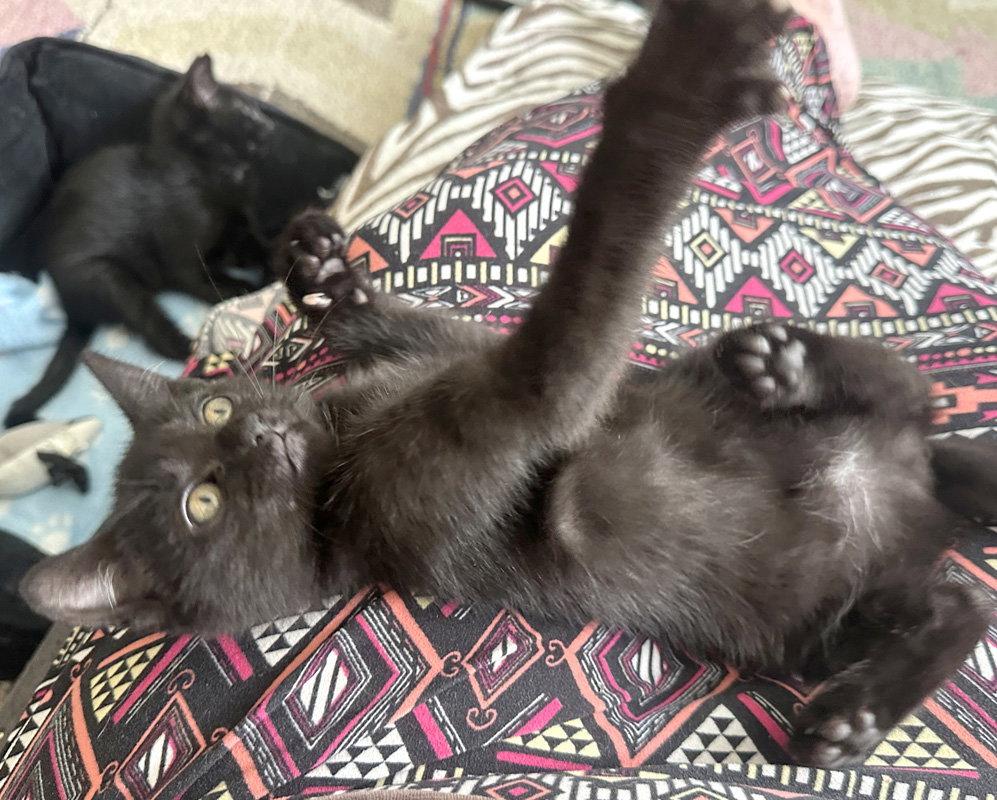 Brave One, Adoptable, Kitten Female Domestic Short Hair.