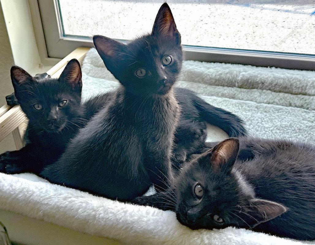 Enlarge Brave One, a Adoptable Domestic Short Hair in Ventura, CA image 2/2