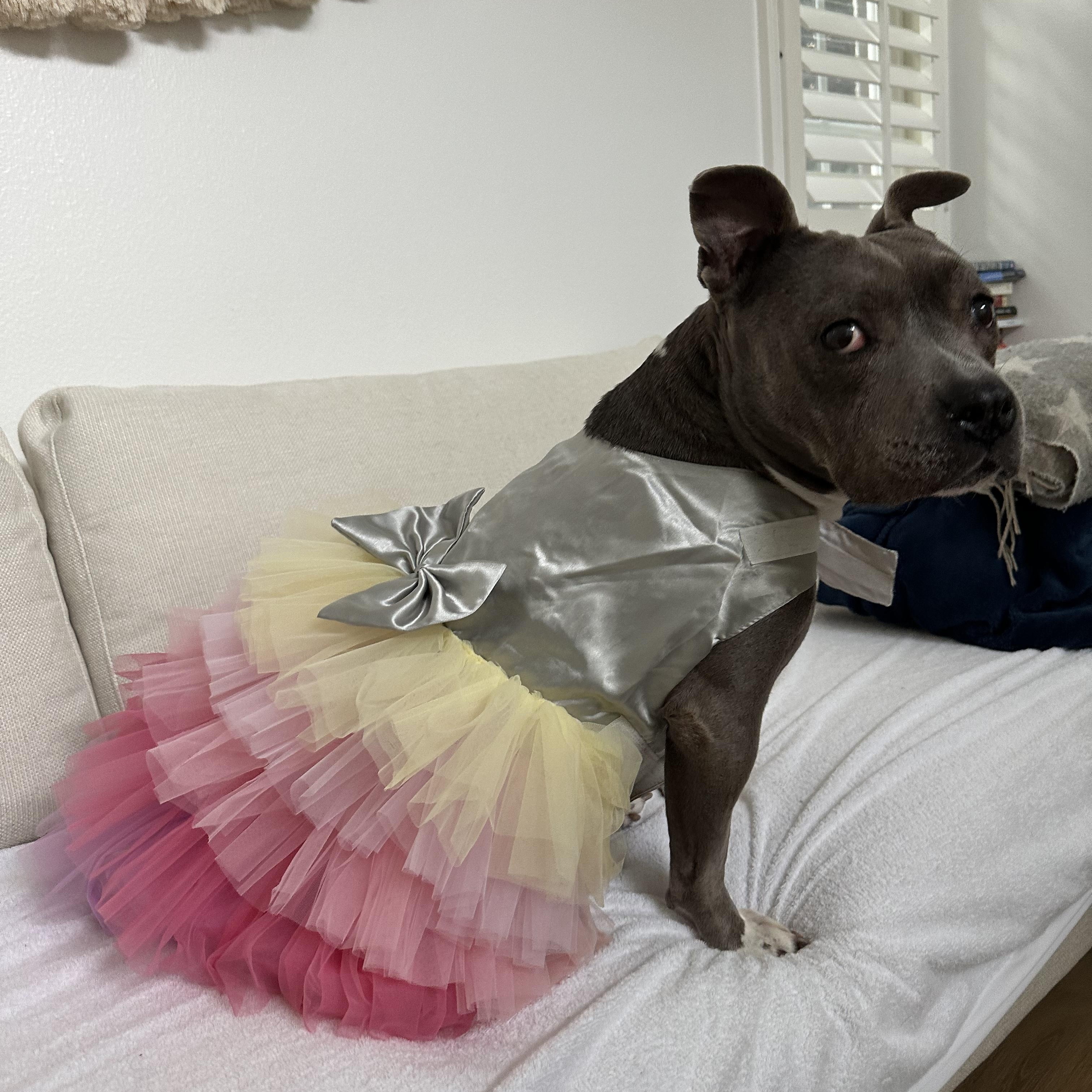 Roxy, a Adoptable American Staffordshire Terrier in Claremont, CA image 1/6