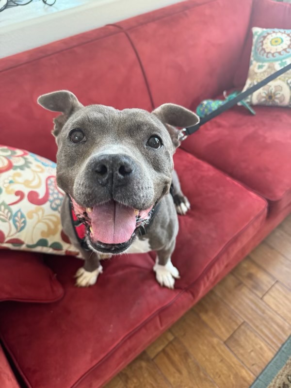 Roxy, a Adoptable American Staffordshire Terrier in Claremont, CA image 2/6