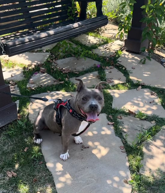 Roxy, a Adoptable American Staffordshire Terrier in Claremont, CA image 5/6