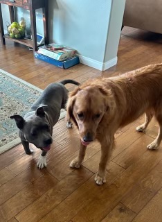 Roxy, a Adoptable American Staffordshire Terrier in Claremont, CA image 4/6