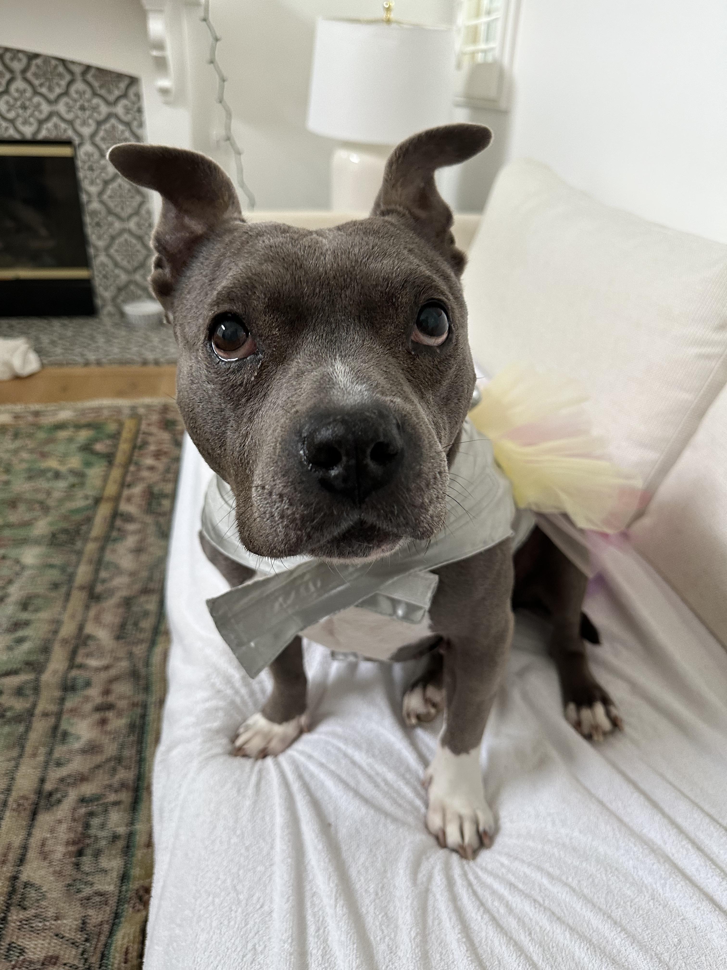 Roxy, a Adoptable American Staffordshire Terrier in Claremont, CA image 3/6