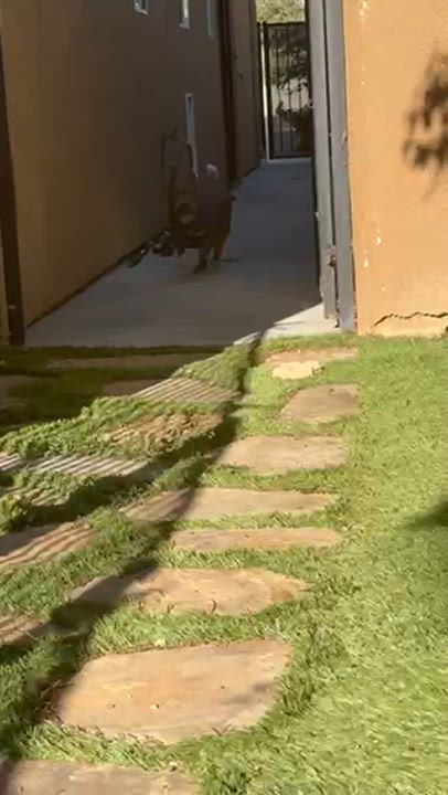 Enlarge Roxy, a Adoptable American Staffordshire Terrier in Claremont, CA video 6/6