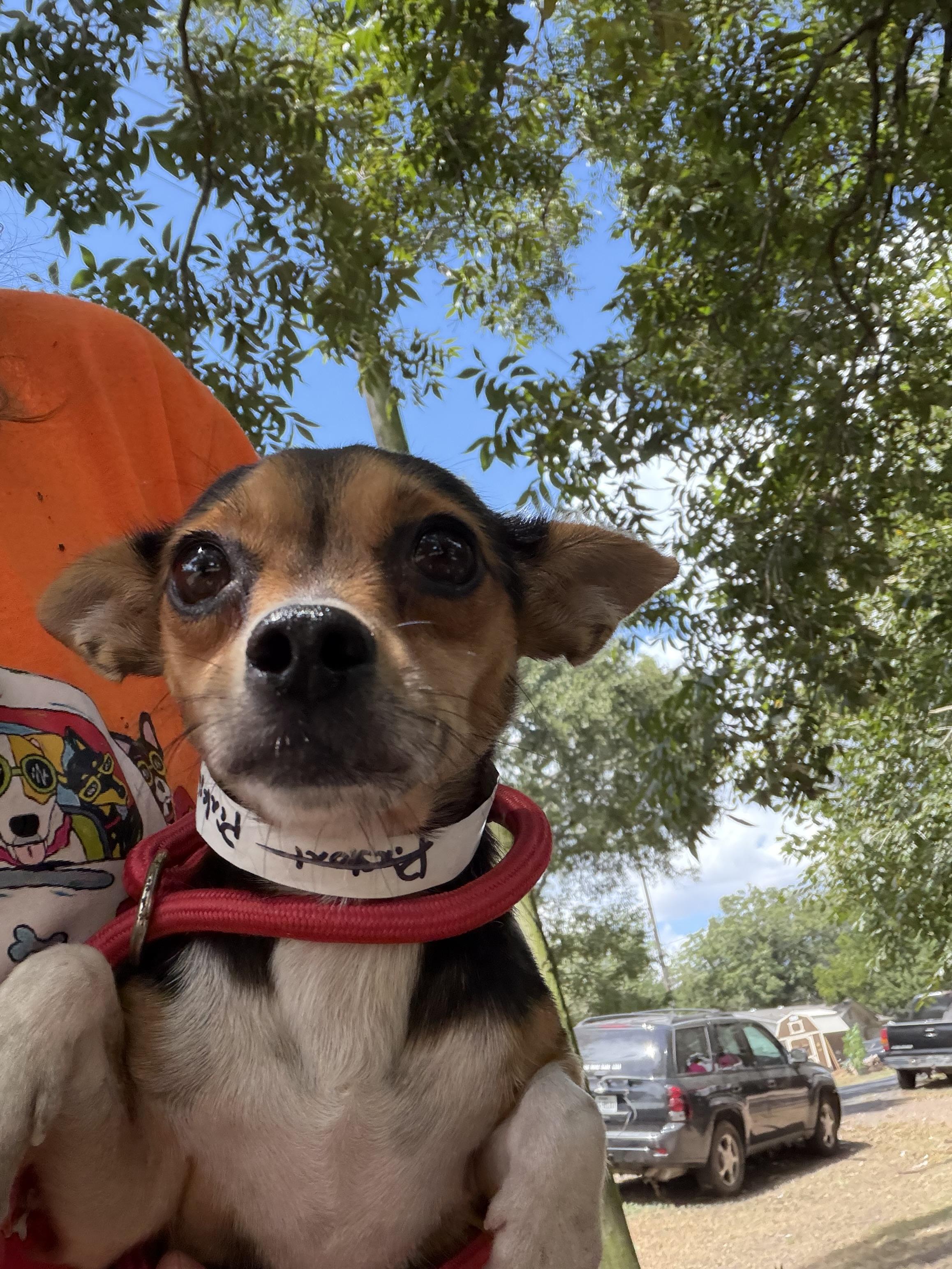 Kyelie, ADOPTABLE, Adult Female Chihuahua.