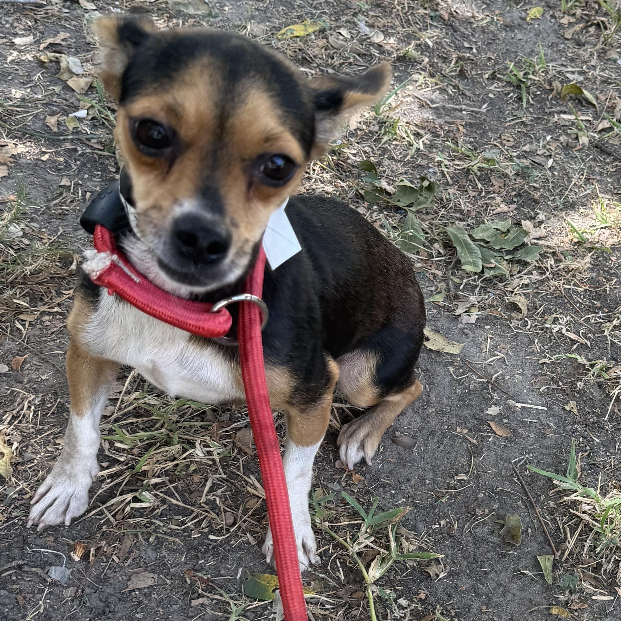 Enlarge Kyelie, a ADOPTABLE mixed breed in Warwick, RI image 2/3