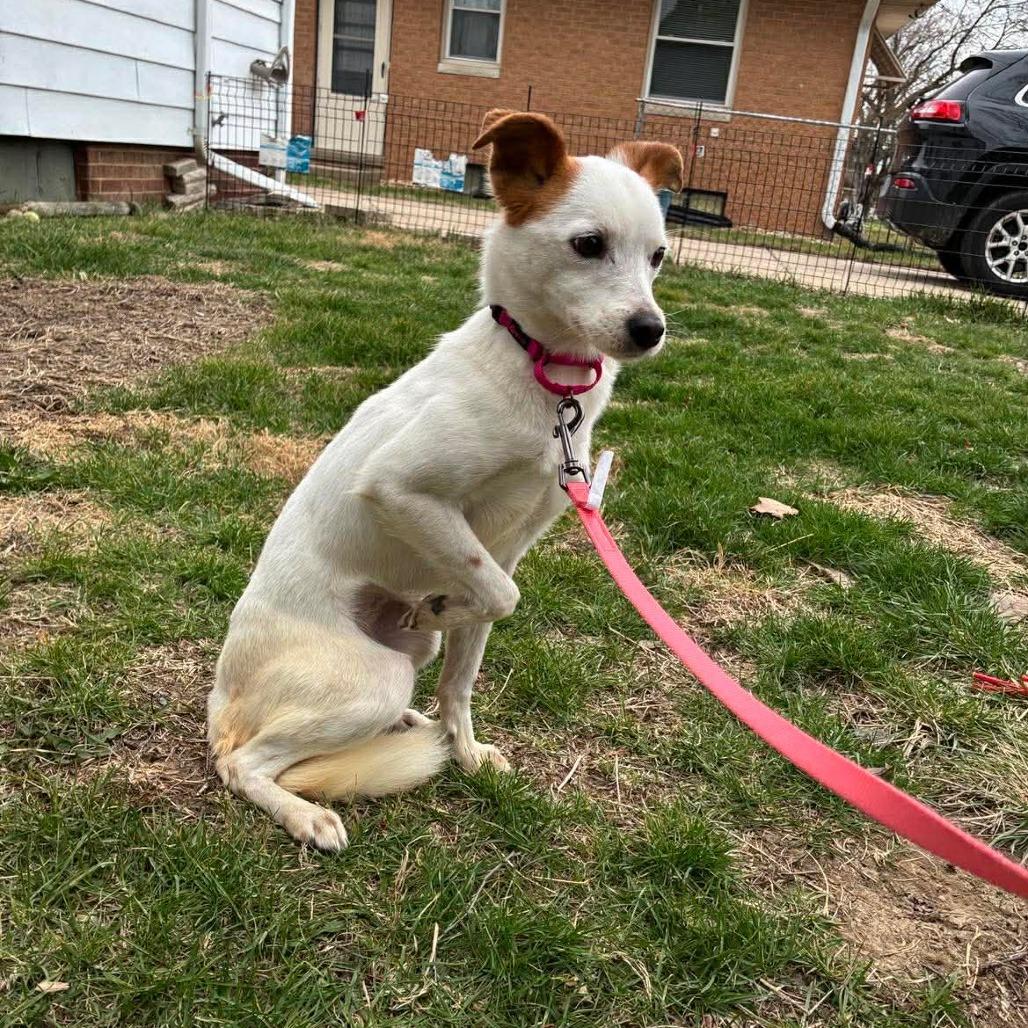 Enlarge Mae, a Adoptable mixed breed in Edwards, IL image 1/2