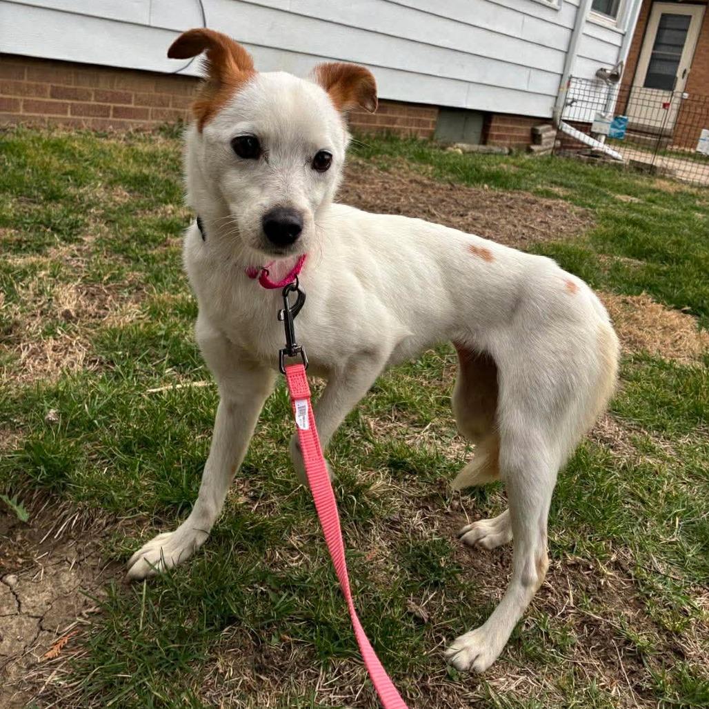 Enlarge Mae, a Adoptable mixed breed in Edwards, IL image 2/2