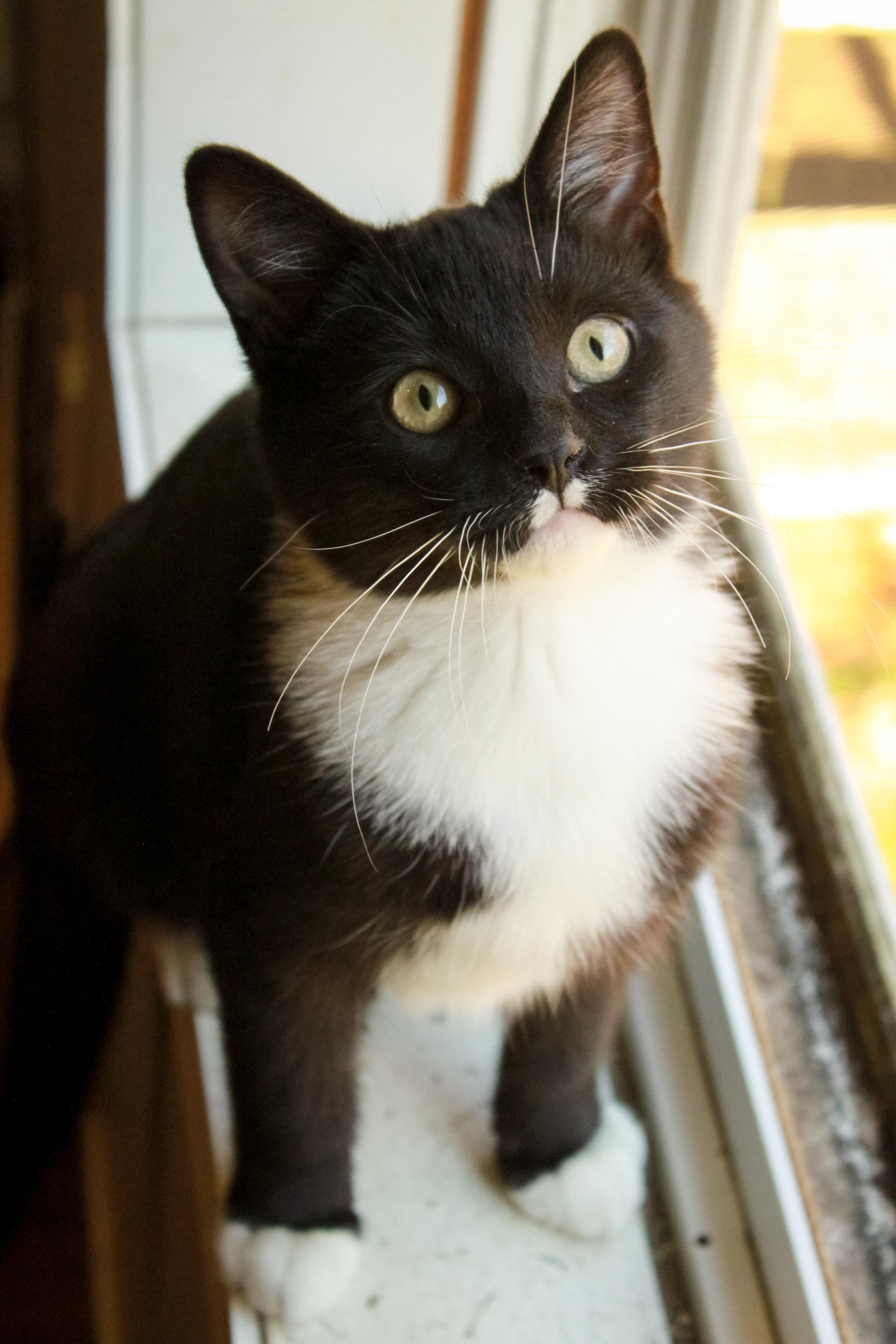 Enlarge Mai Tai, an adopted Domestic Short Hair in Ona, WV image 1/1